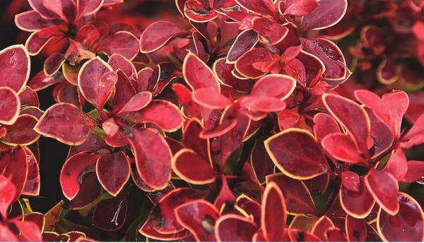 Berberis Thunberga Admiration