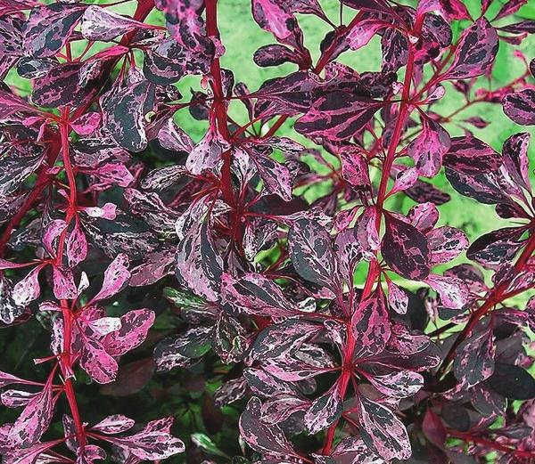 Berberis Thunberg Rosy Rocket