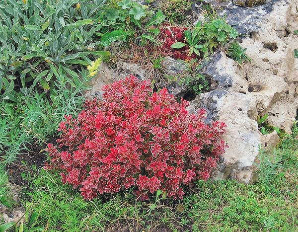 Berberis thunberga Admiration