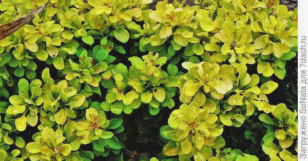 Berberis Thunberga Bonanza Gold
