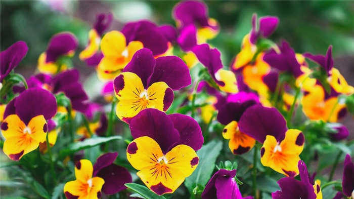 Красивые кустарники для клумб: 24 вида, которые цветут все лето (121 фото)