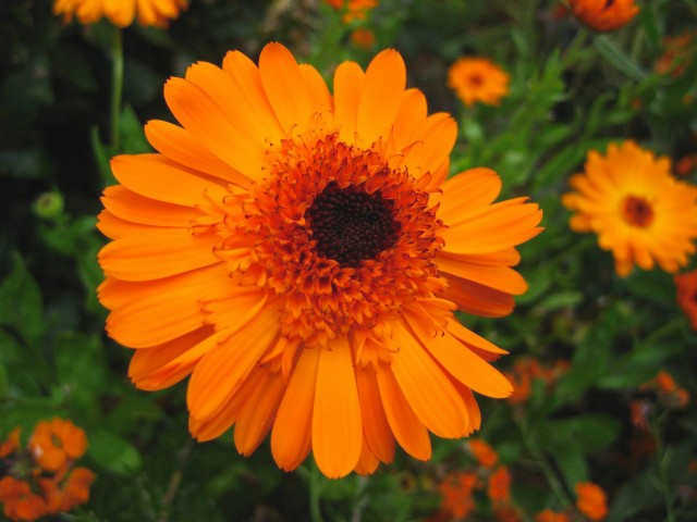 Бархатцы (Calendula officinalis).