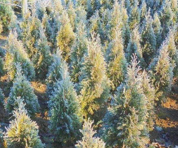 Thuja-Smaragd-tree - описание, посадка и уход за Thuja-Smaragd-4