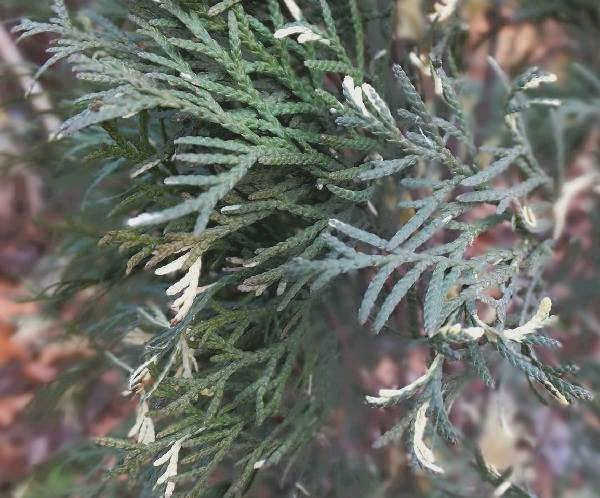 Thuja-Smaragd-tree - описание, посадка и уход за Thuja-Smaragd-5