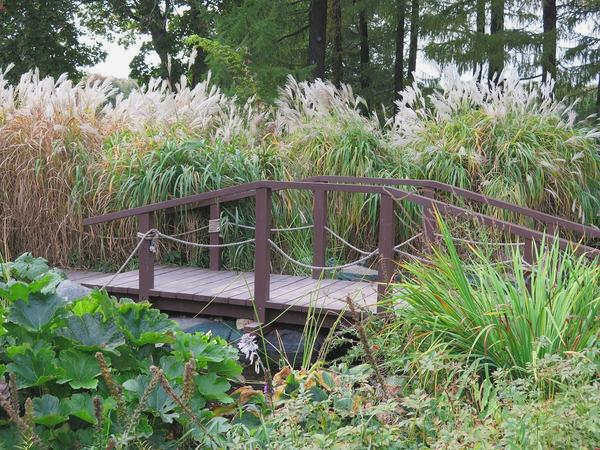 Miscanthus chinensis - высокая, раскидистая трава