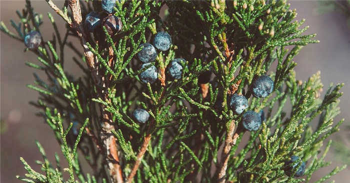 Альпийская горка своими руками: как построить, украсить и поддерживать (70 фото)