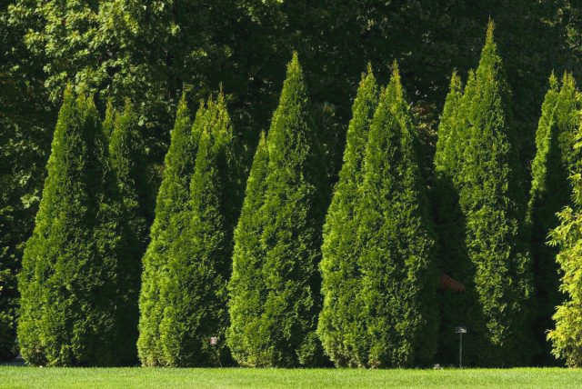 Ежа западная (Thuja occidentalis) 