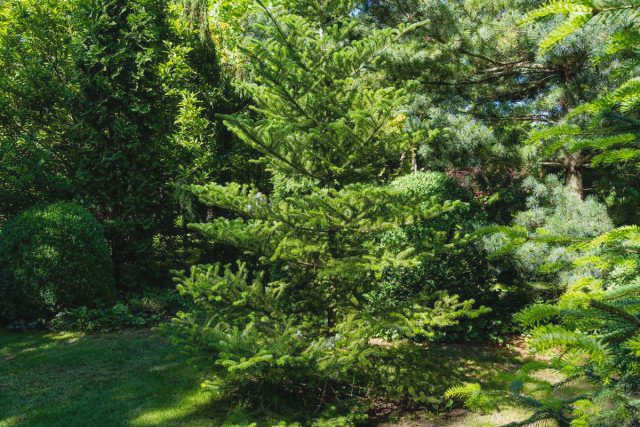 Пихта корейская (Abies koreana)
