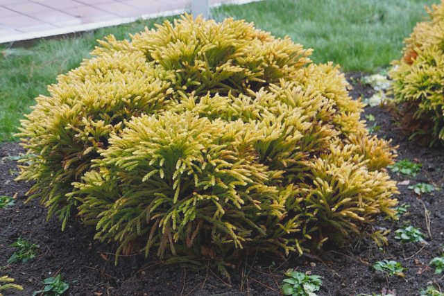 Ежовник западный 'Golden Tuffet' (Thuja occidentalis 