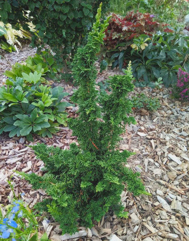 Ежа западная 'Sagrada' (Thuja occidentalis) 