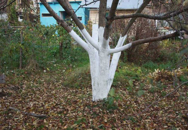 Доставка, возможна собственная доставка