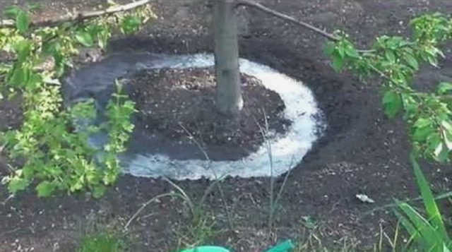Посадка ягодных кустарников