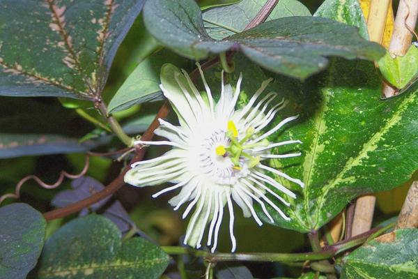 Passiflora trifasciata фото pobedpix.com