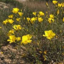 Таврический лен (Linum tauricum)