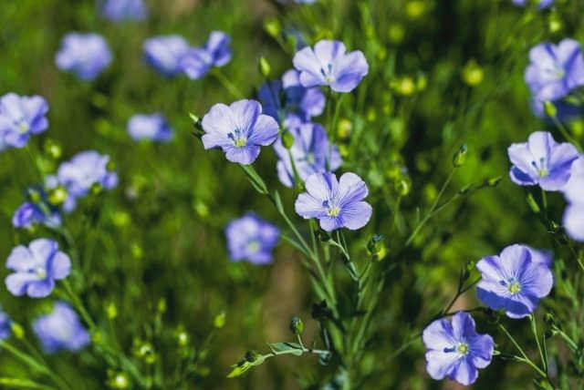 Лен обыкновенный или льняное семя (Linum usitatissimum)