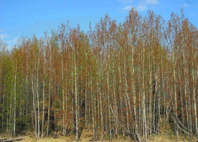 Осина