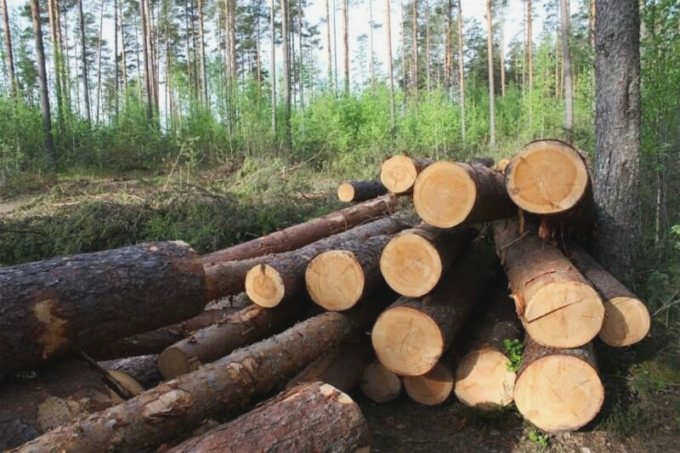 Круглые хвойные бревна