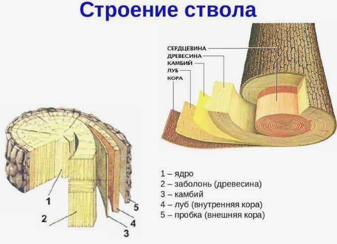 Структура ствола