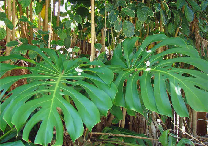 Monstera - монстера дырчатая