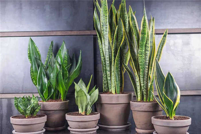 Sansevieria trifasciata - тещин язык