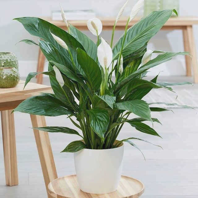 Крылатый цветок (Spathiphyllum)