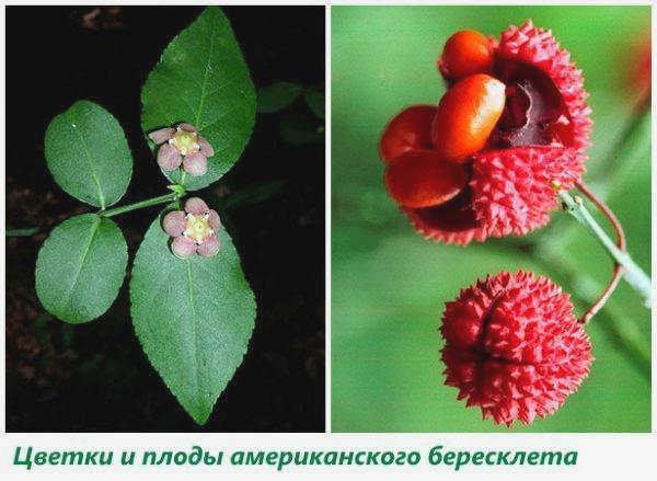 Цветы и плоды американской березы