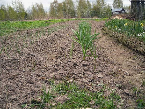 Пересадка растений - способ борьбы с сорняками