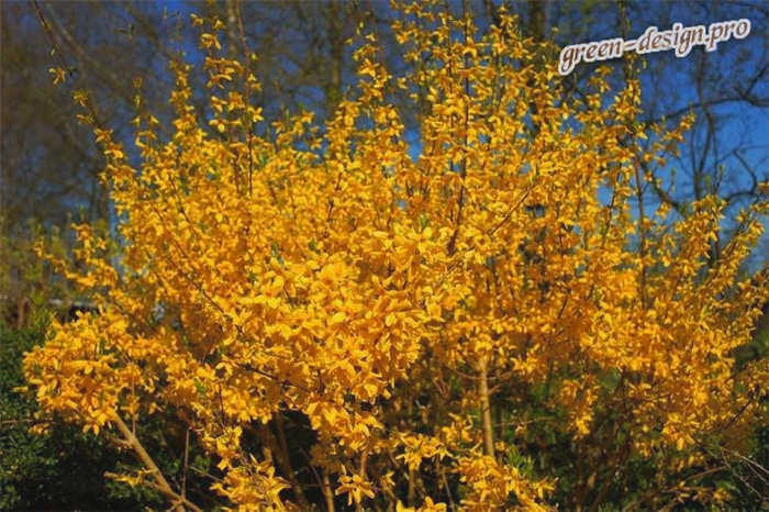 Форсайтия кустарниковая