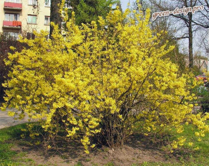 Форзиция в саду