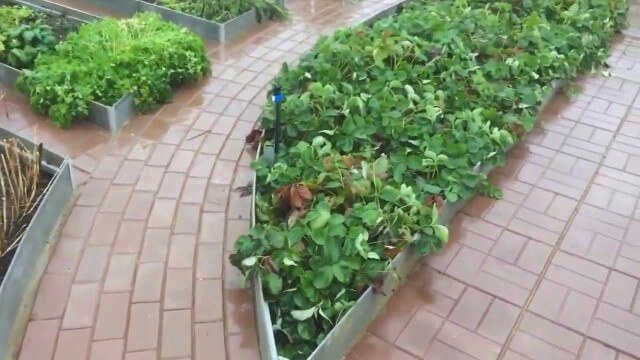 Фото: плоские шиферные грядки своими руками