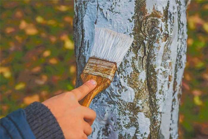 Отбеливание зрелого дерева