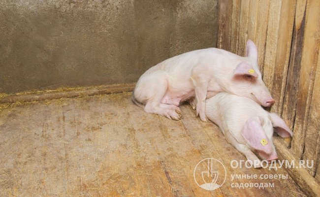 Деревянный пол в загоне для свиней обеспечивает тепло и сухость, но быстро изнашивается.