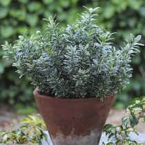 Euonymus japonicus, Microphyllus