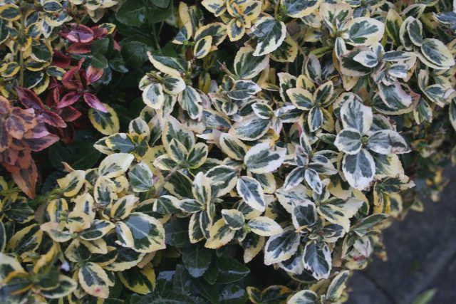 Береза (Euonymus fortunei)