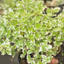 Euonymus fortunei, изумрудная гаити