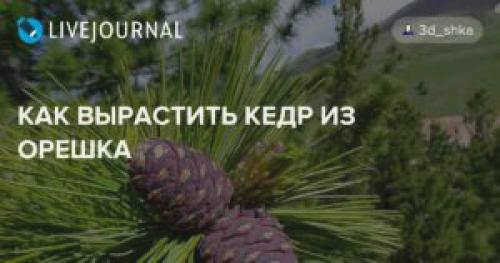 Можно ли вырастить кедр из очищенного грецкого ореха? Как вырастить кедр из грецкого ореха в домашних условиях