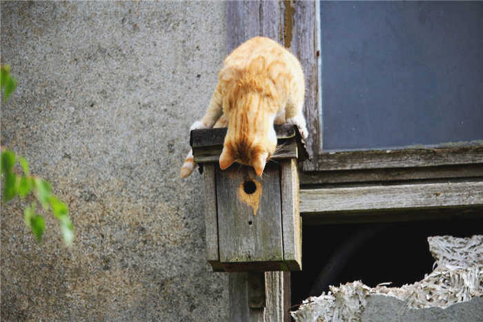 Кошка на крыше