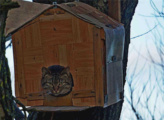 Кошка в гнездовом ящике