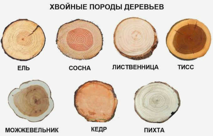 Хвойные породы