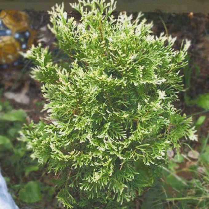 Thuja Smaragd Variegata