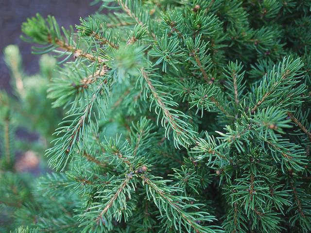 Хвоя ели Glauca conica имеет сине-зеленый цвет и легкий аромат листьев черной смородины.