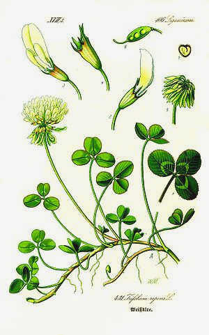 Иллюстрация Trifolium repens1.jpg