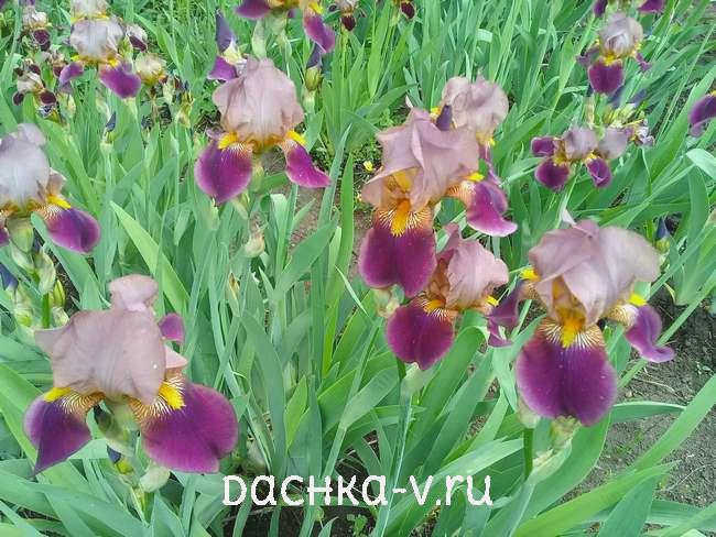 Ирисы на клумбе