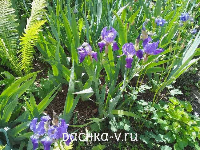 Ирисы на клумбе с другими цветами