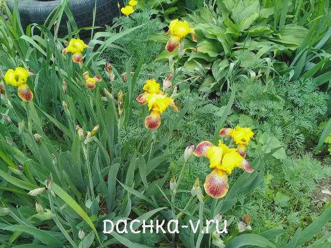 Ирисы на клумбе с другими цветами