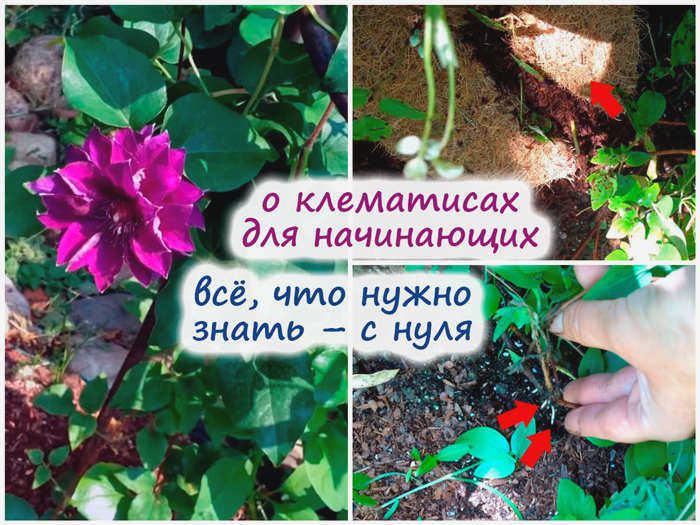 Выращивание клематиса в саду