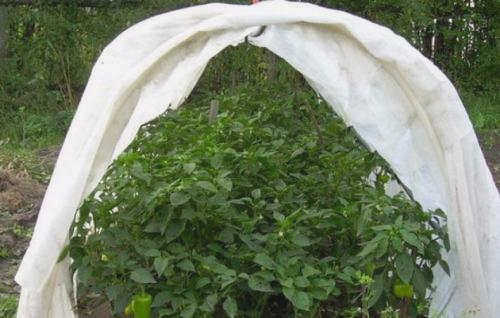Какой стороной укладывать Agritex black. Виды и применение