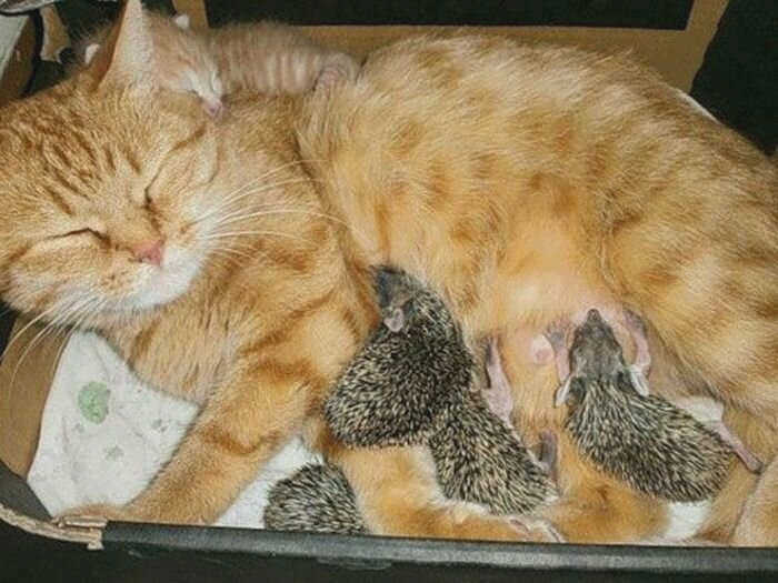 ПРИЕМНАЯ МАМА ДЛЯ ЕЖИКА. Спасение, Котята, Бездомные животные, Спасение животных, Доброта, Приют, Ежик, Мама, Фото, Longpost, Кошка