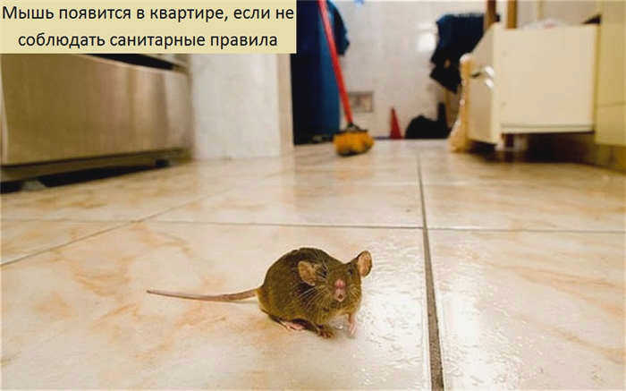 Как поймать мышей дома, быстро и без мышеловки?