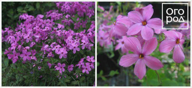 Phlox stolonifera Домашние костры